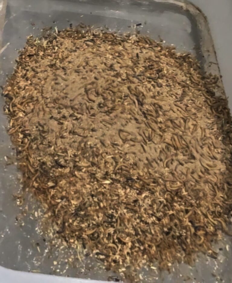 Sifting Worms To Seperate Frass (By-Product)