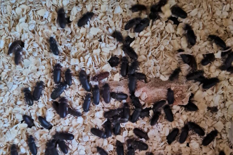 Beetle Nest