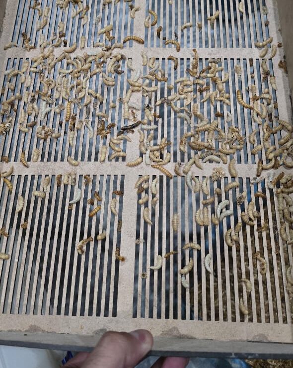 Keeray The Role of Worms in Organic Farming – Keeray Makoray Farming