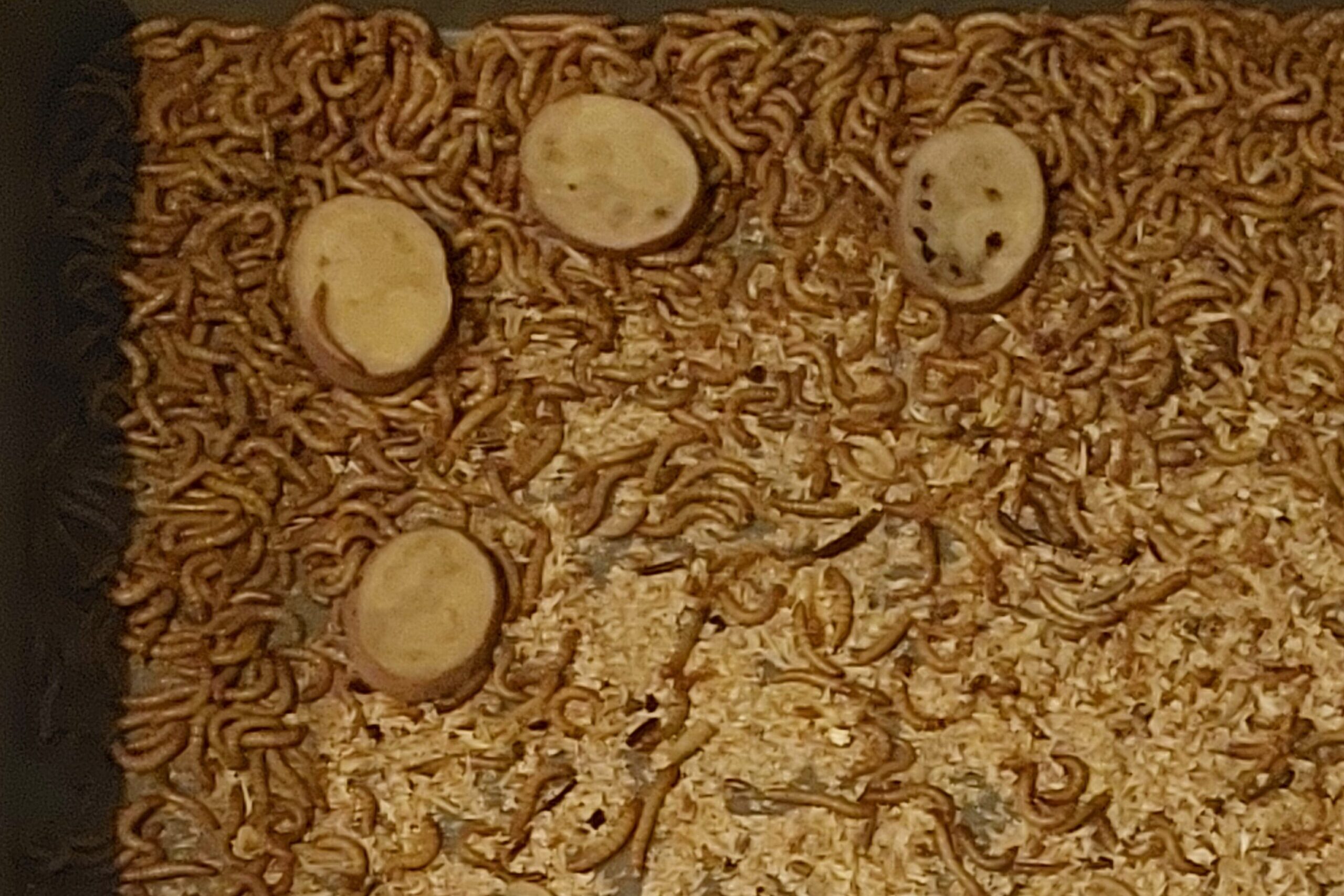 Keeray Feeding Mealworms Right: Essential Tips for a Healthy, Thriving Colony ...