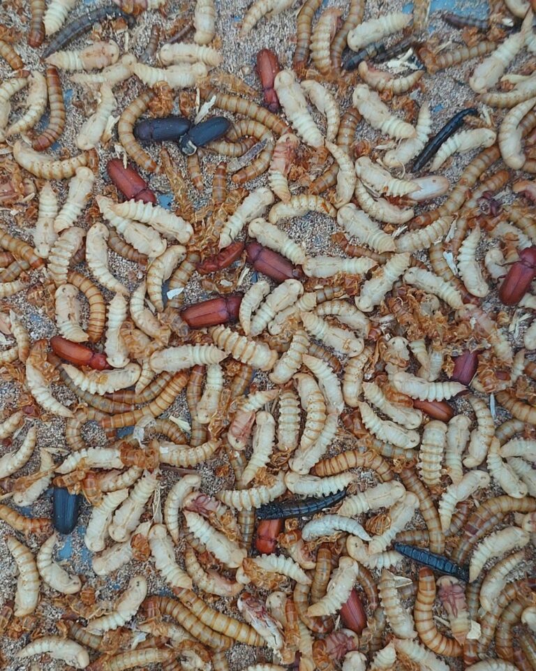 Perfect Time to Seperate Larva and Beetles