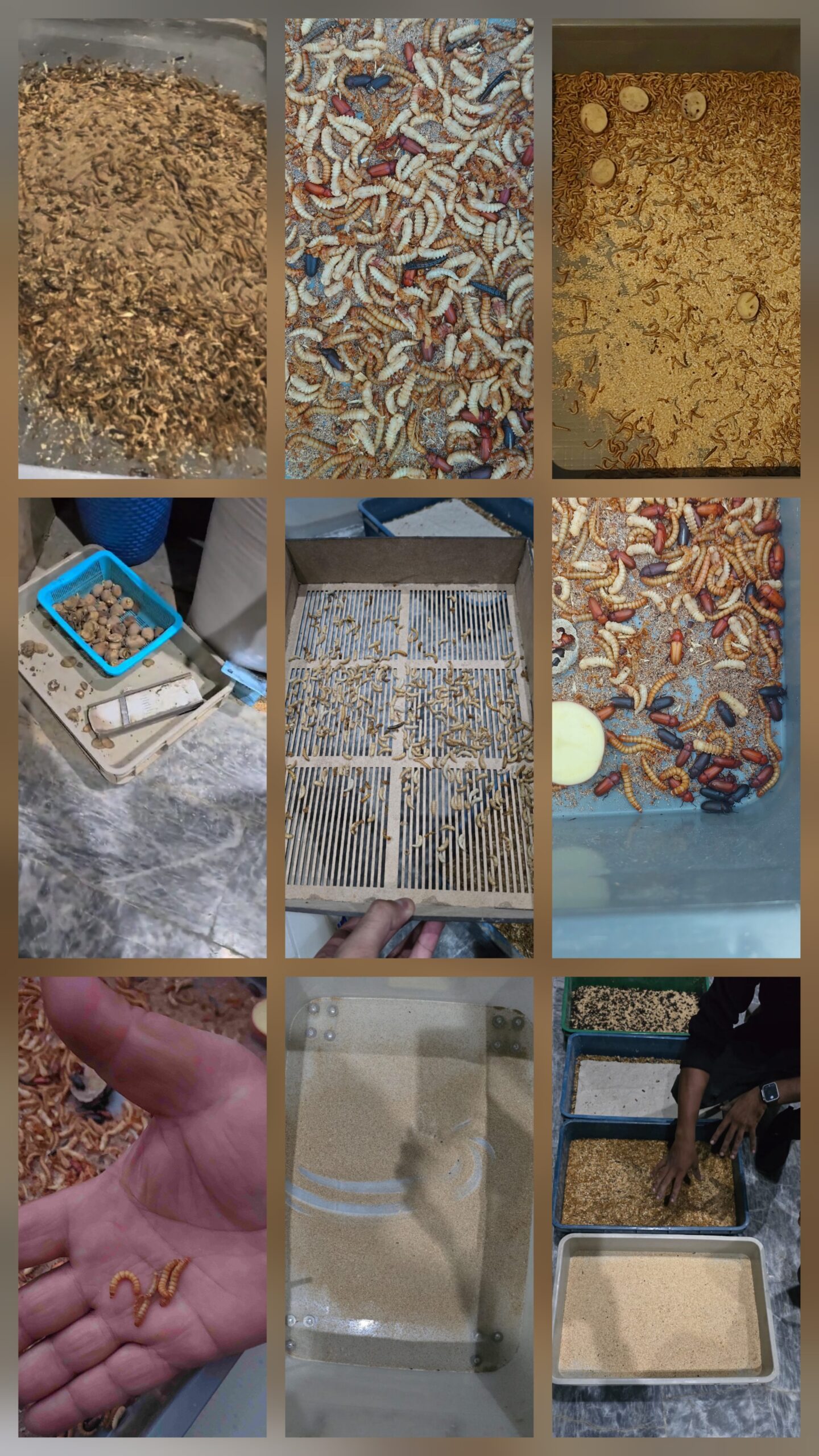 Mealworm Farming History
